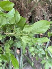 Mallotus repandus