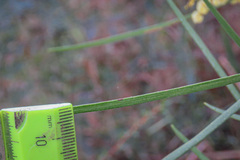 Acacia mucronata