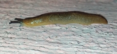 Limacus flavus