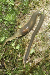 Arthurdendyus australis