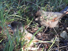 Perisoreus infaustus