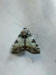 Catocala connubialis