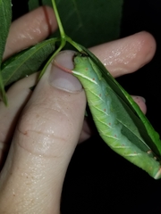 Ceratomia undulosa