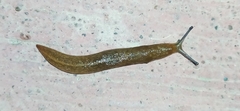 Limacus flavus