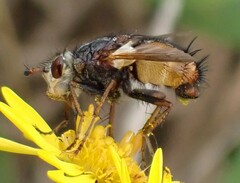 Tachina fera