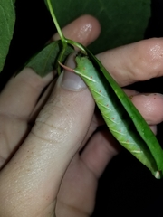 Ceratomia undulosa