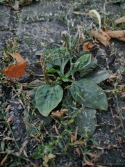 Plantago major