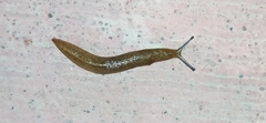 Limacus flavus