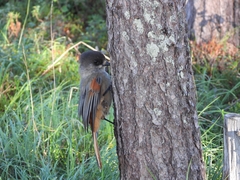 Perisoreus infaustus