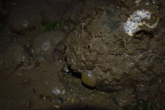 Papawera zelandiae