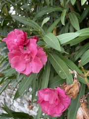 Nerium oleander