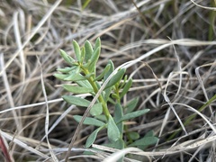 Stackhousia subterranea