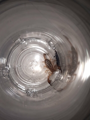 Euscorpius