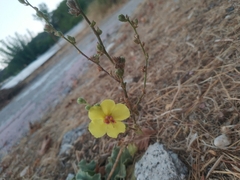 Verbascum sinuatum