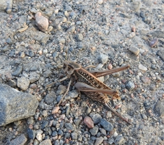 Decticus verrucivorus