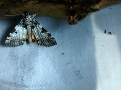 Catocala connubialis