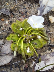 Drosera whittakeri