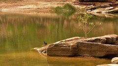Fulica atra australis