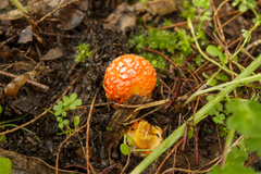 Amanita xanthocephala