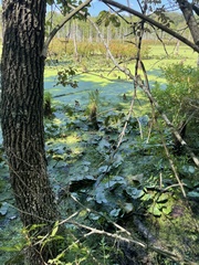Carex decomposita