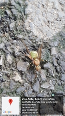 Oecophylla smaragdina