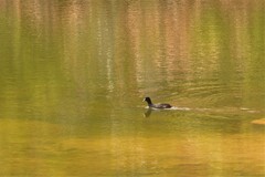 Fulica atra australis