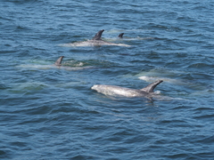 Grampus griseus