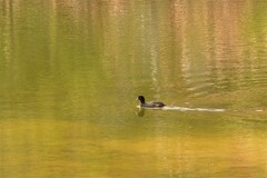 Fulica atra australis