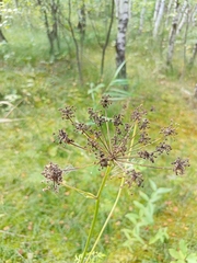 Peucedanum palustre