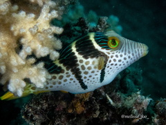 Canthigaster valentini