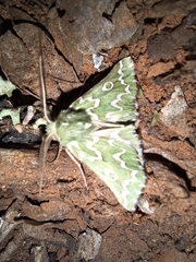 Drepanogynis bifasciata