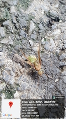 Oecophylla smaragdina