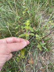 Galeopsis