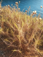 Ptilostemon chamaepeuce