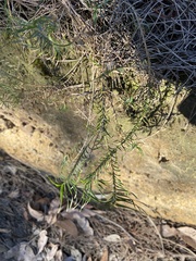 Lomandra obliqua