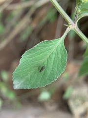 Milichiidae