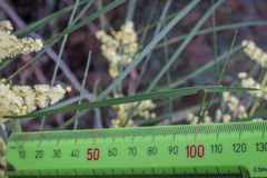 Acacia mucronata
