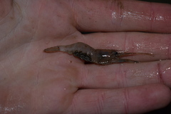 Palaemon affinis