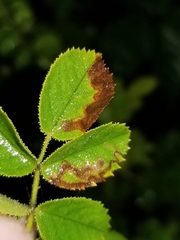 Stigmella rosaefoliella