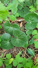 Asarum europaeum