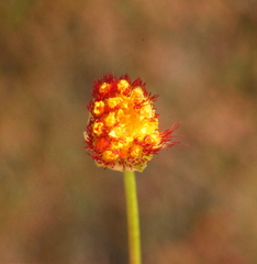 Bellida graminea