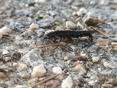 Nyctophila reichii