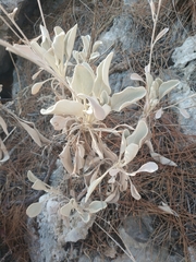 Pentanema verbascifolium