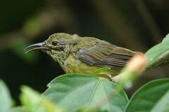 Anthreptes malacensis