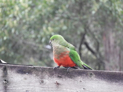 Alisterus scapularis