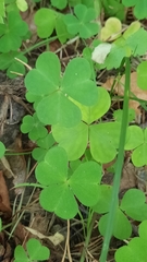 Oxalis acetosella