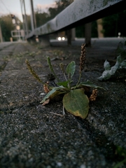 Plantago major