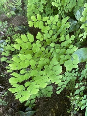 Adiantum tenerum