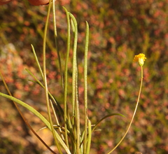 Bellida graminea