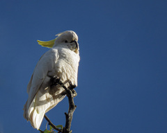 Cacatua galerita